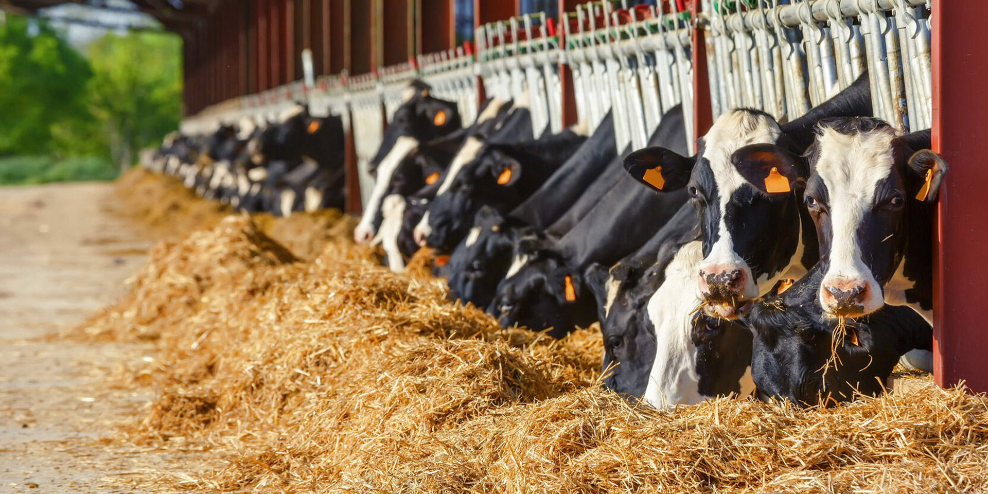 The Project of Solid-liquid Separation of Manure From a Thousand Head Dairy Farm
