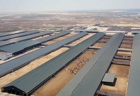 Large-scale dairy farm manure treatment and resource utilization project